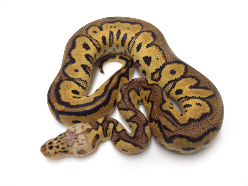 Pastel Yellow Belly Clown