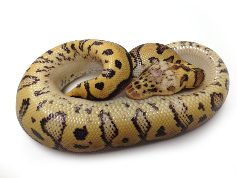 Pastel Yellow Belly Clown