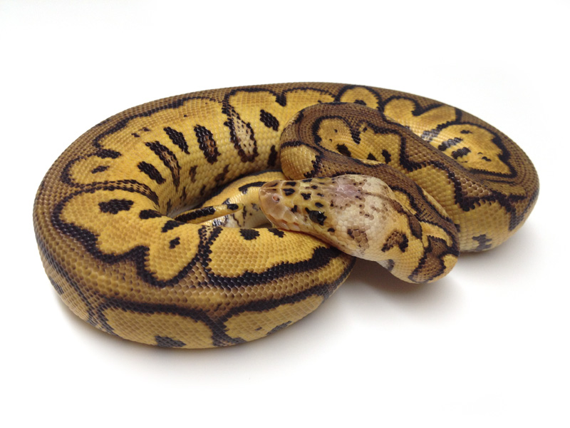 Pastel Yellow Belly Clown