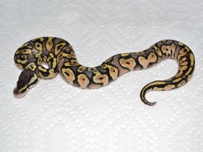 Pastel Yellow Belly Jungle Woma