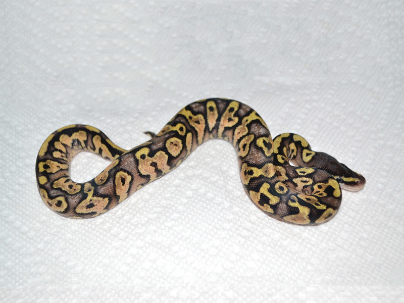 Pastel Yellow Belly Jungle Woma