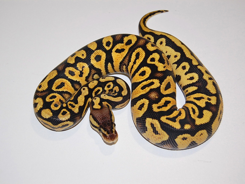 Pastel Yellow Belly Russo Het Leucistic