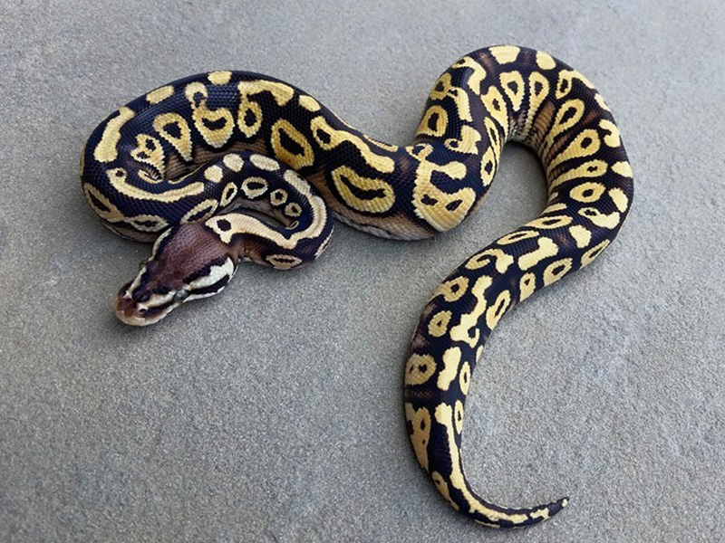 Pastel Yellow Belly Russo Het Leucistic