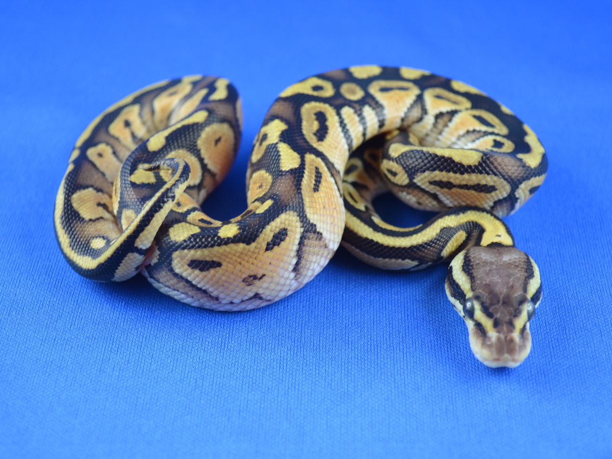 Pastel Yellow Belly Russo Het Leucistic