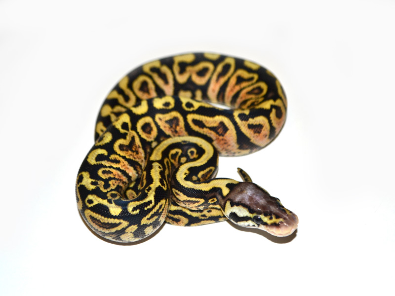 Pastel Yellow Belly Spotnose