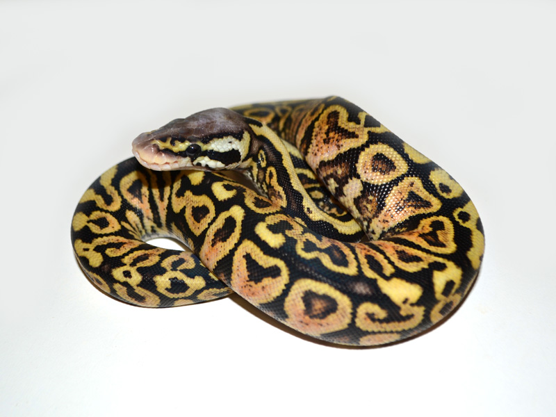 Pastel Yellow Belly Spotnose