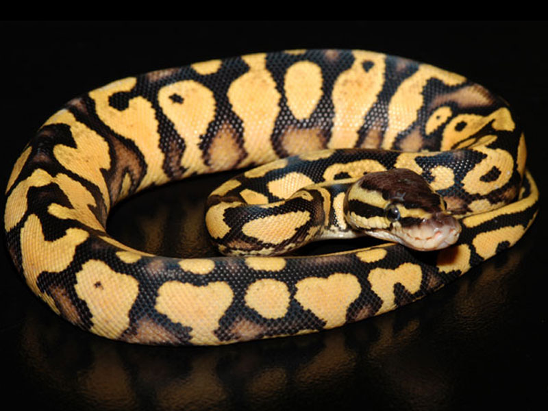 Pastel Yellow Belly
