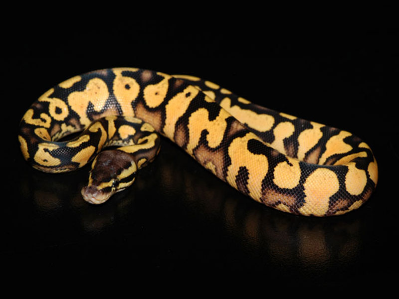 Pastel Yellow Belly