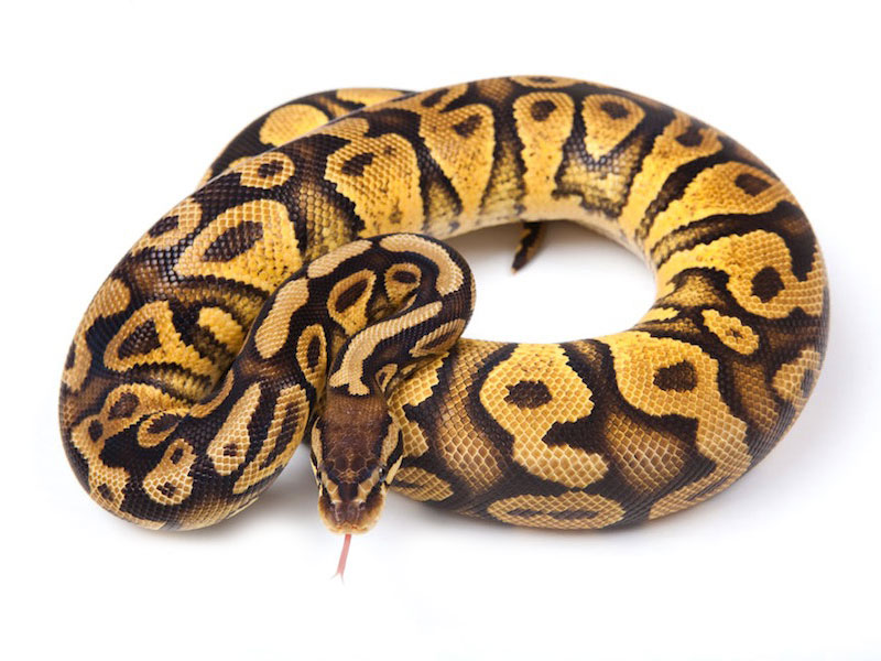 Pastel Yellow Belly