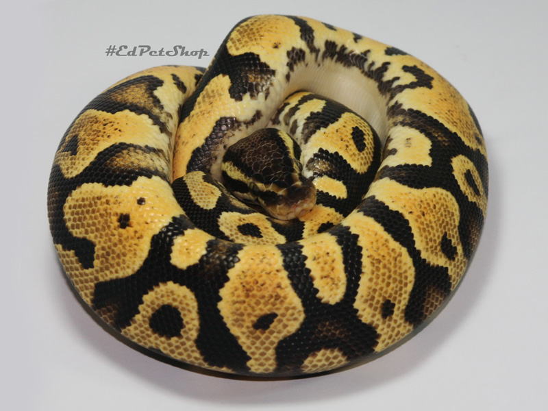 Pastel Yellow Belly