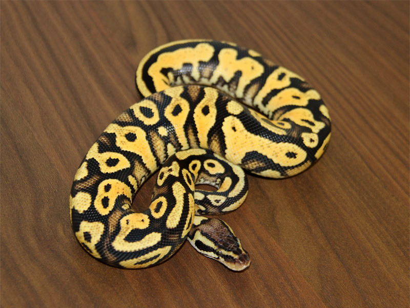 Pastel Yellow Belly