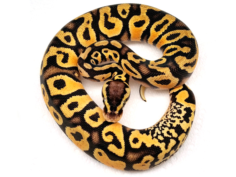 Pastel Yellow Belly