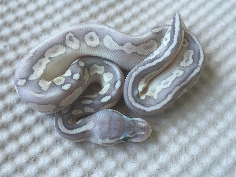 Pewter Butter Enchi Ghost