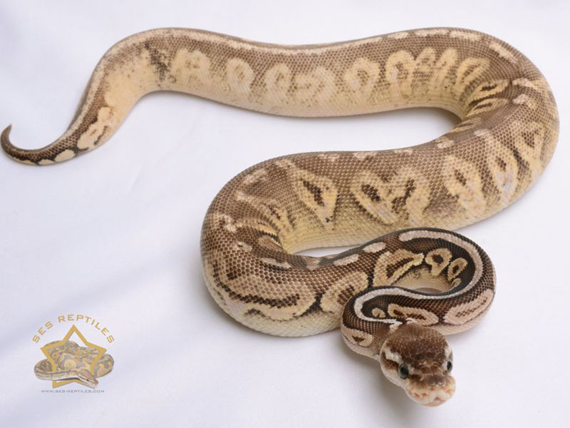 Pewter Calico - Morph List - World of Ball Pythons