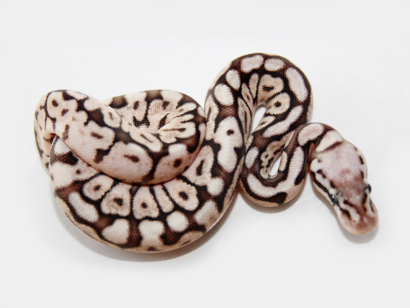 Morph List World of Ball Pythons