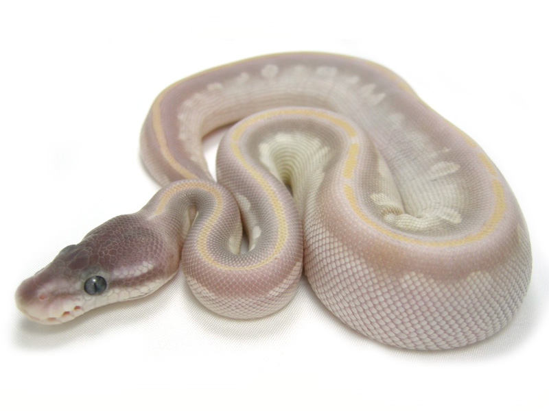 Phantom Mojave Enchi