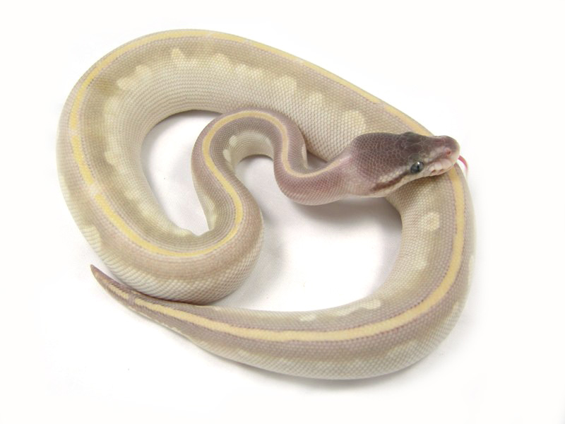 Phantom Mojave Enchi