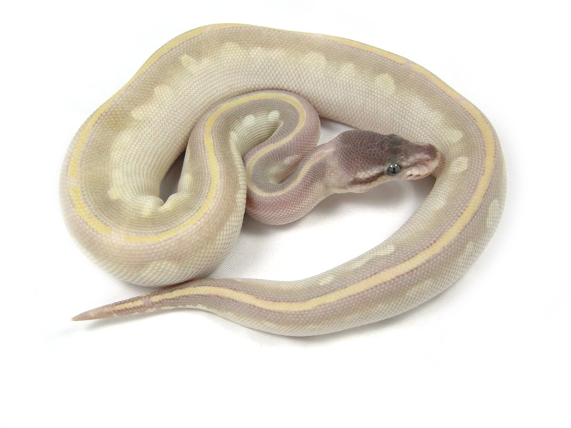 Phantom Mojave Enchi