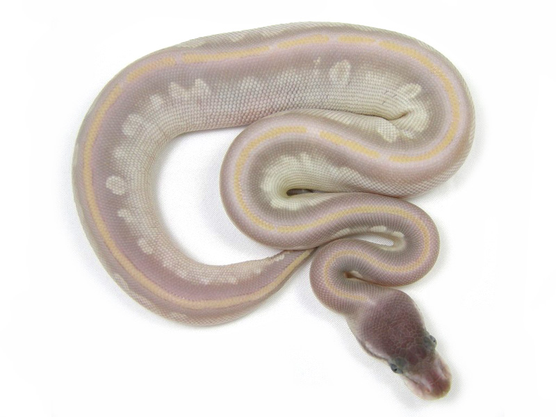 Phantom Mojave Enchi