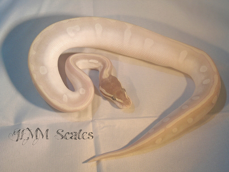 Phantom Mojave Enchi