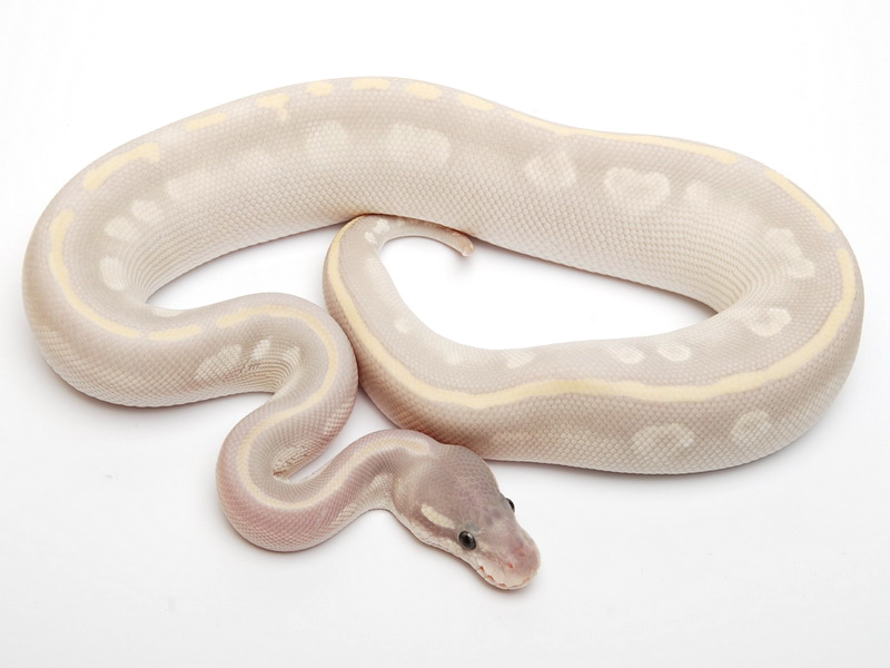 Phantom Mojave Ghost