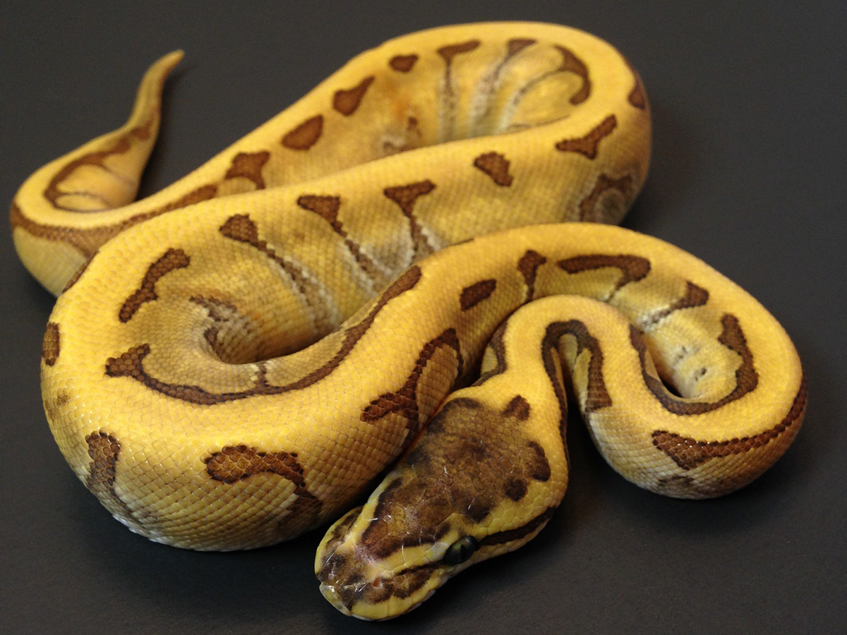 Phantom Pinstripe Super Enchi