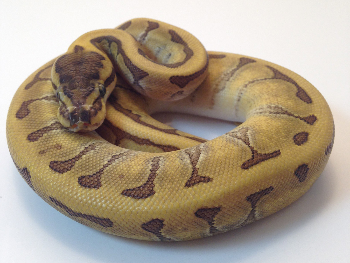 Phantom Pinstripe Super Enchi