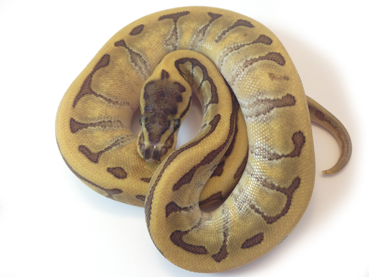 Phantom Pinstripe Super Enchi