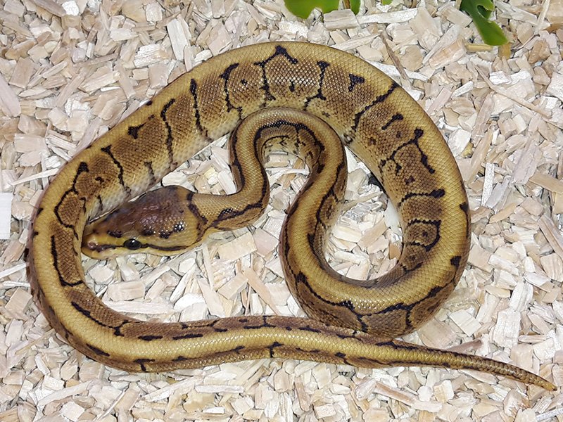 Phantom Pinstripe Woma Yellow Belly