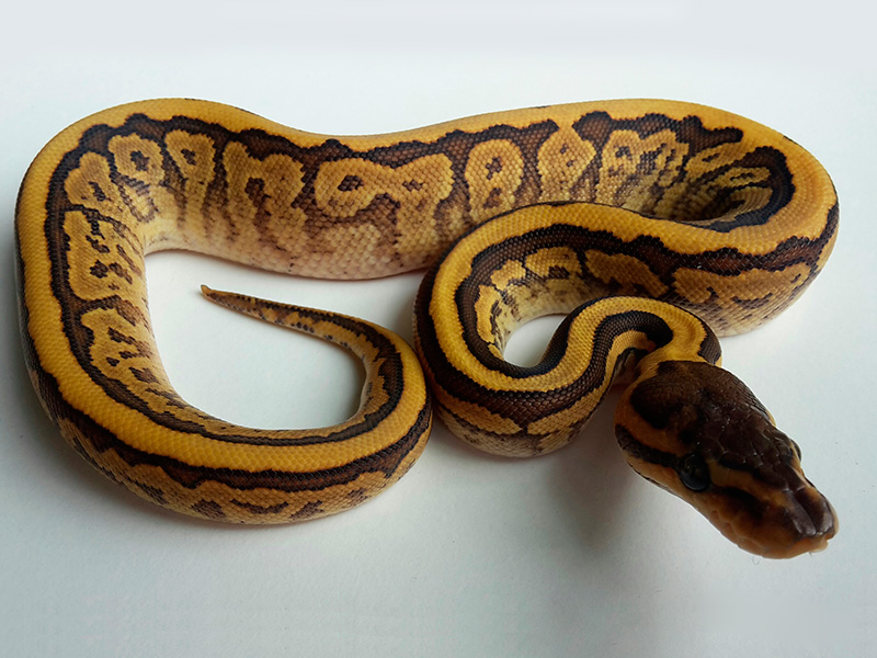 Phantom Pinstripe Yellow Belly