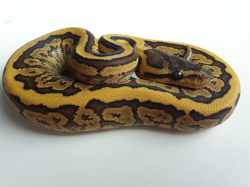 Phantom Pinstripe Yellow Belly