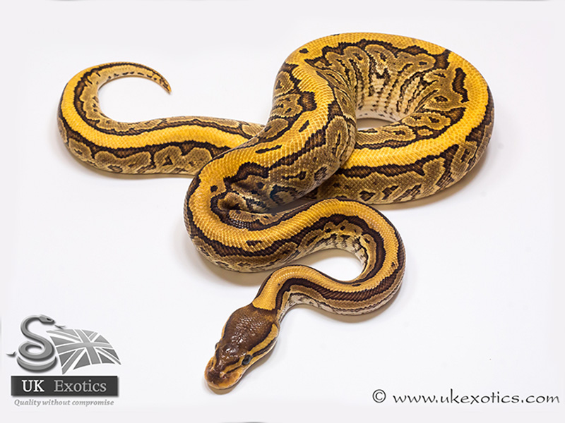 Phantom Pinstripe Yellow Belly