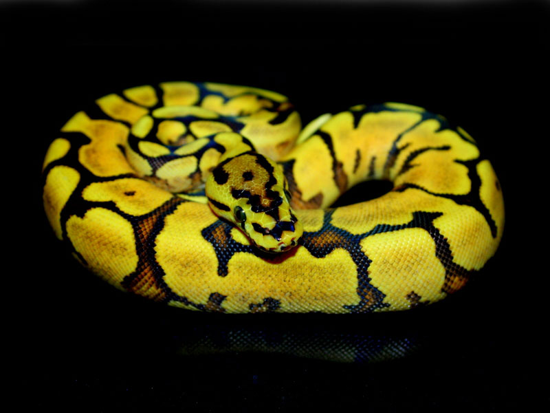 Spider Phantom Yellow Belly Ball Python or Royal Python