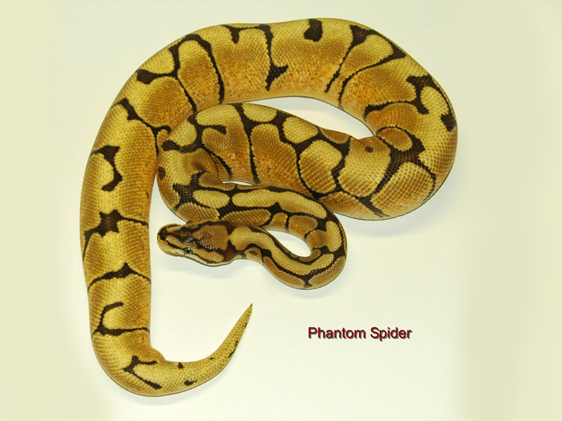 Phantom Spider - Morph List - World of Ball Pythons