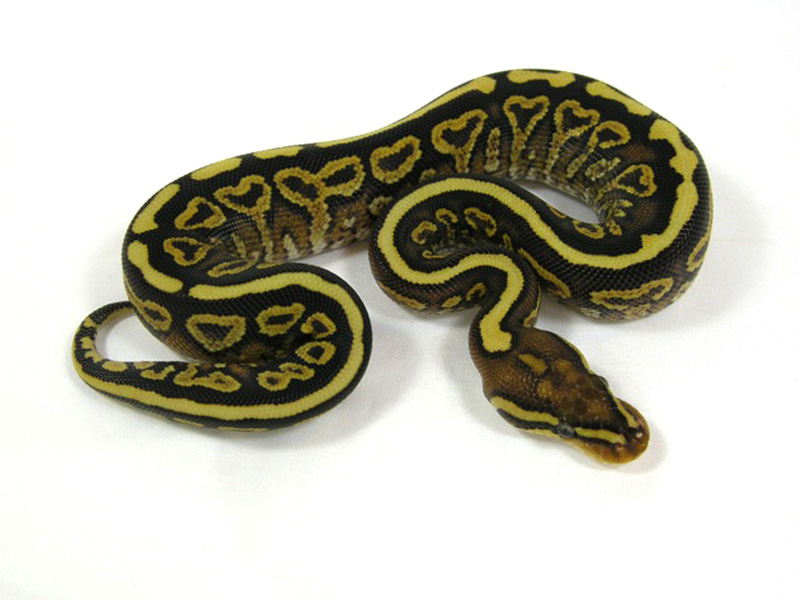 Morph List - World of Ball Pythons