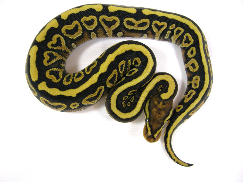 Phantom Spotnose - Morph List - World of Ball Pythons