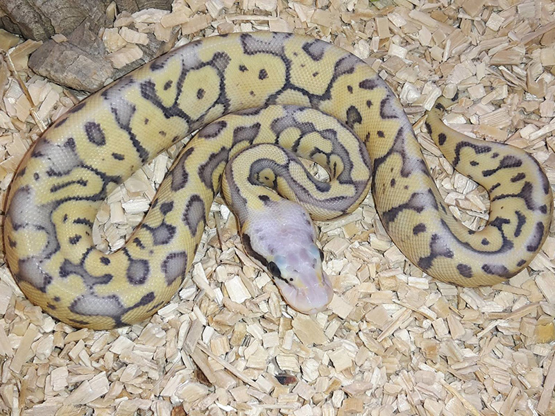 Phantom Super Pastel Woma