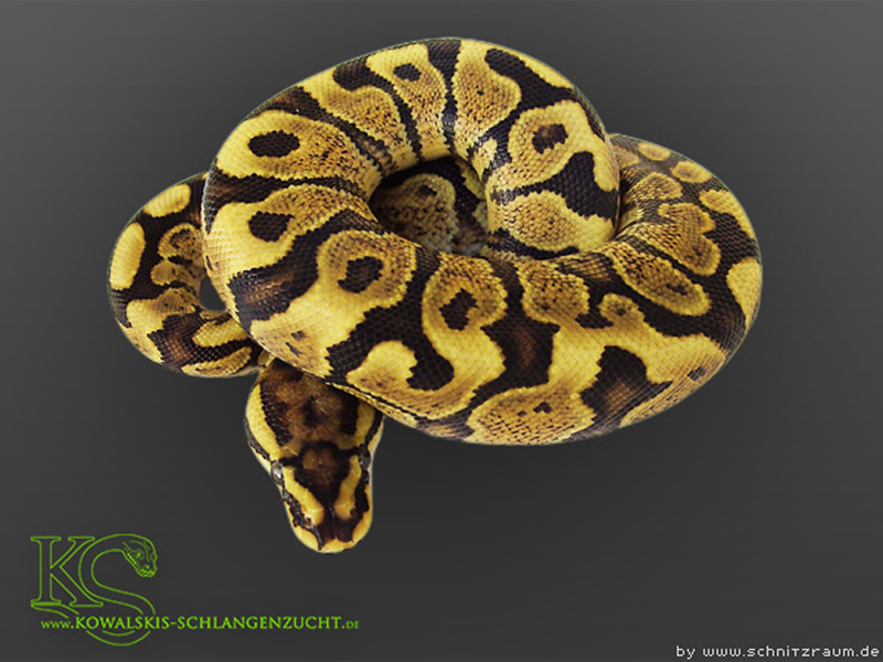 Phantom Woma Yellow Belly