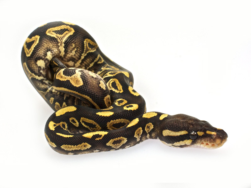 Phantom Yellow Belly Het Red Axanthic