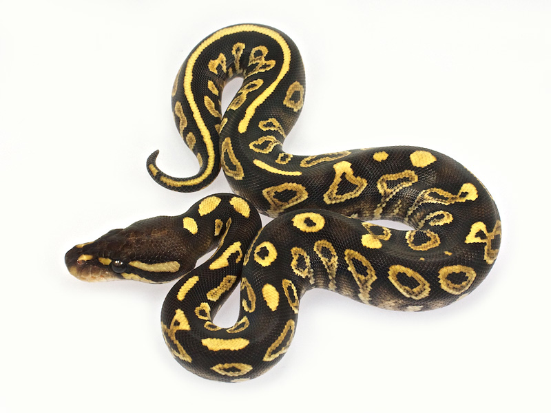 Phantom Yellow Belly Het Red Axanthic