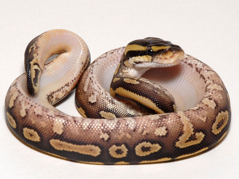 Phantom Spider Yellow Belly  Ball python, Ball python morphs