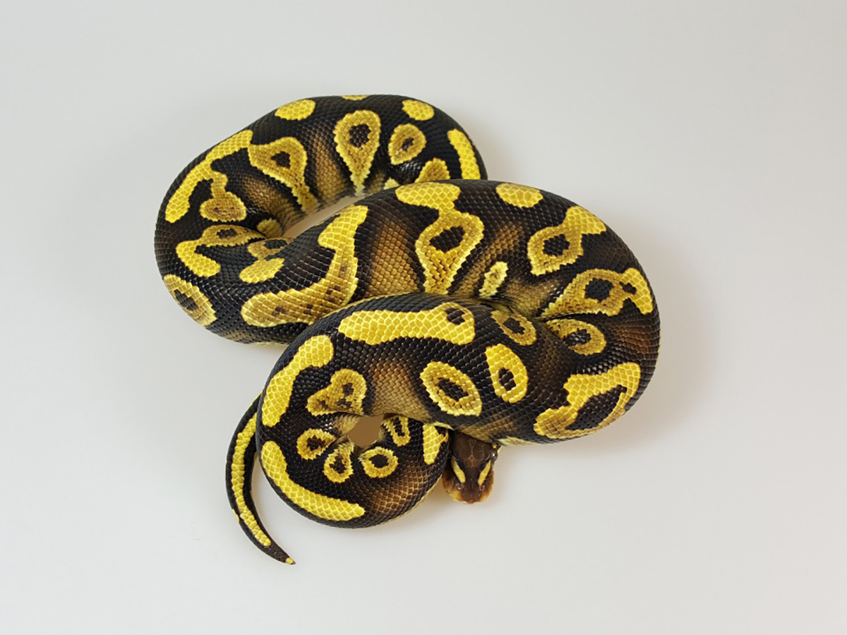 Phantom Yellow Belly