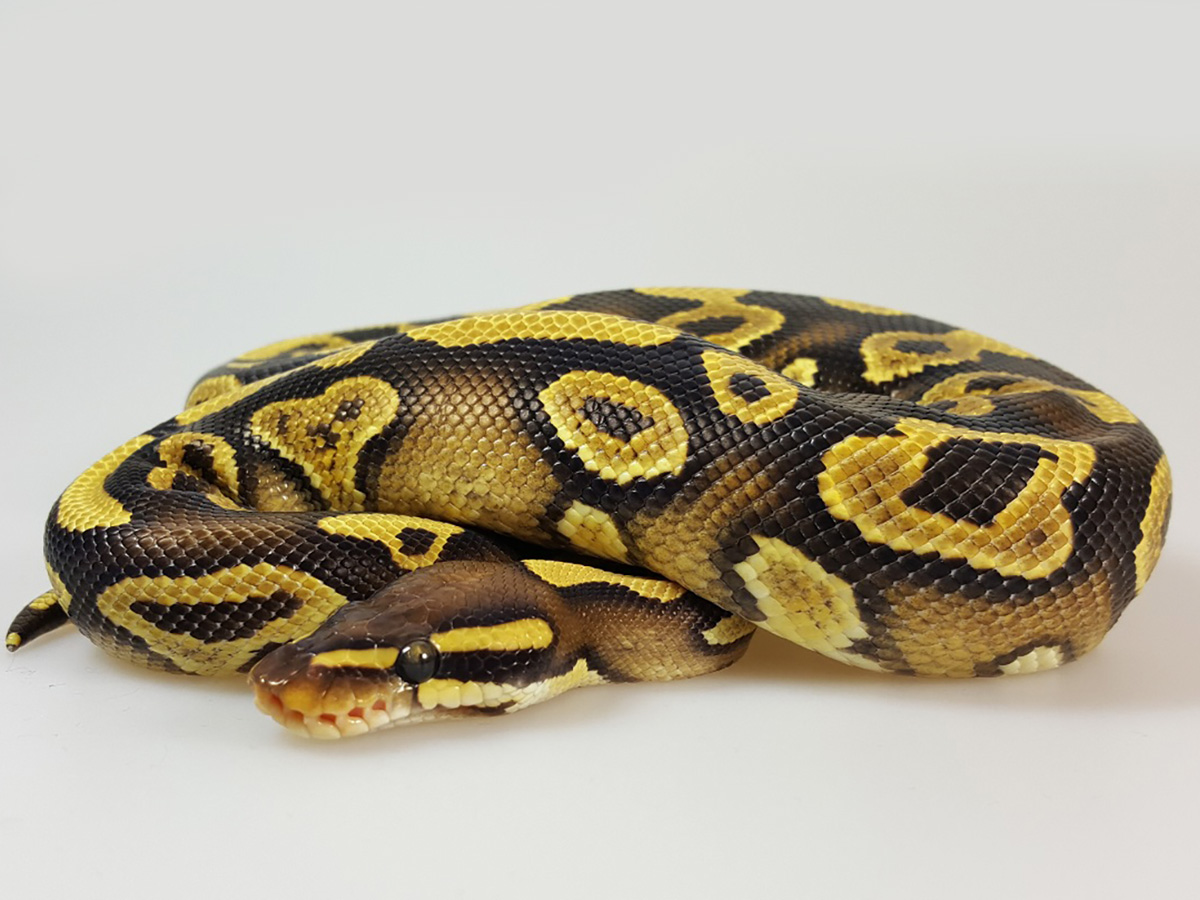 Phantom Yellow Belly