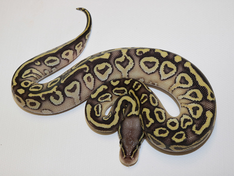 Picasso Pastel Yellow Belly