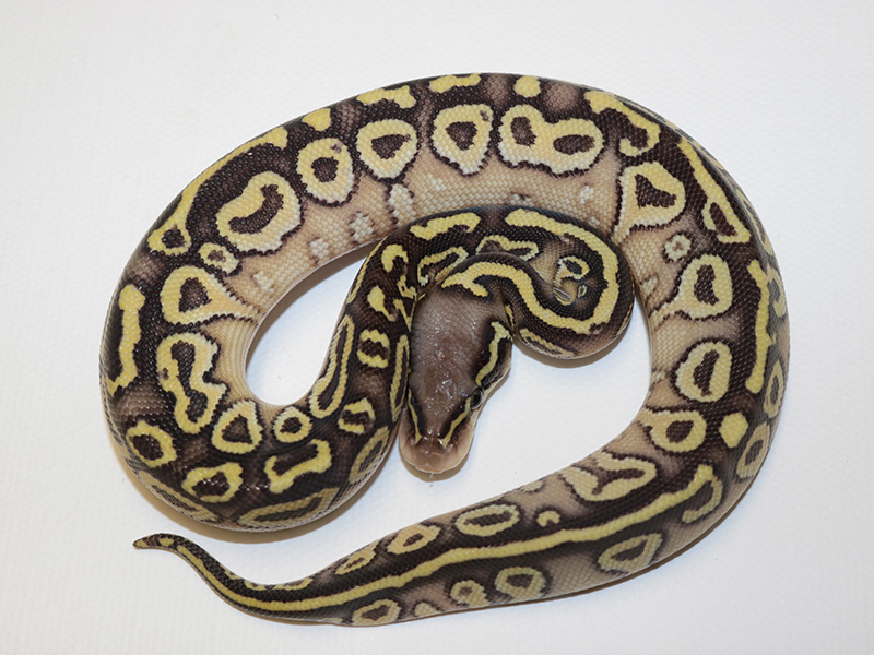 Picasso Pastel Yellow Belly