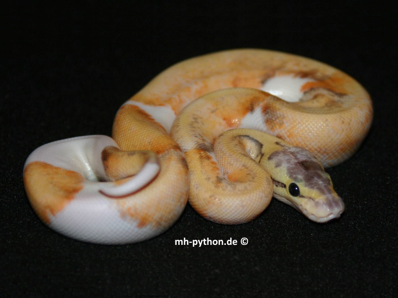 Piebald Pinstripe Super Pastel