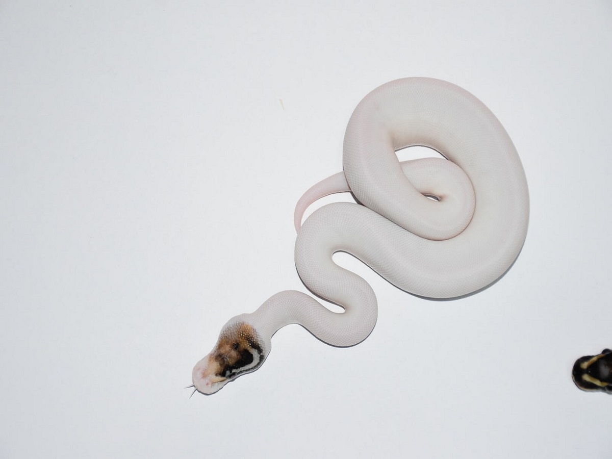 Piebald Russo Het Leucistic Scaleless Head Morph List World of Ball