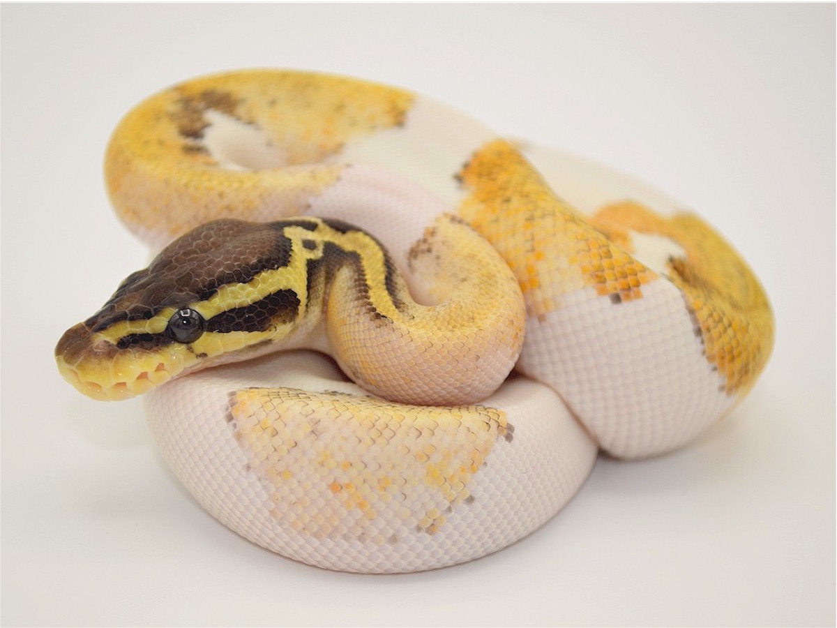 Piebald Super Panther TII Super Pastel