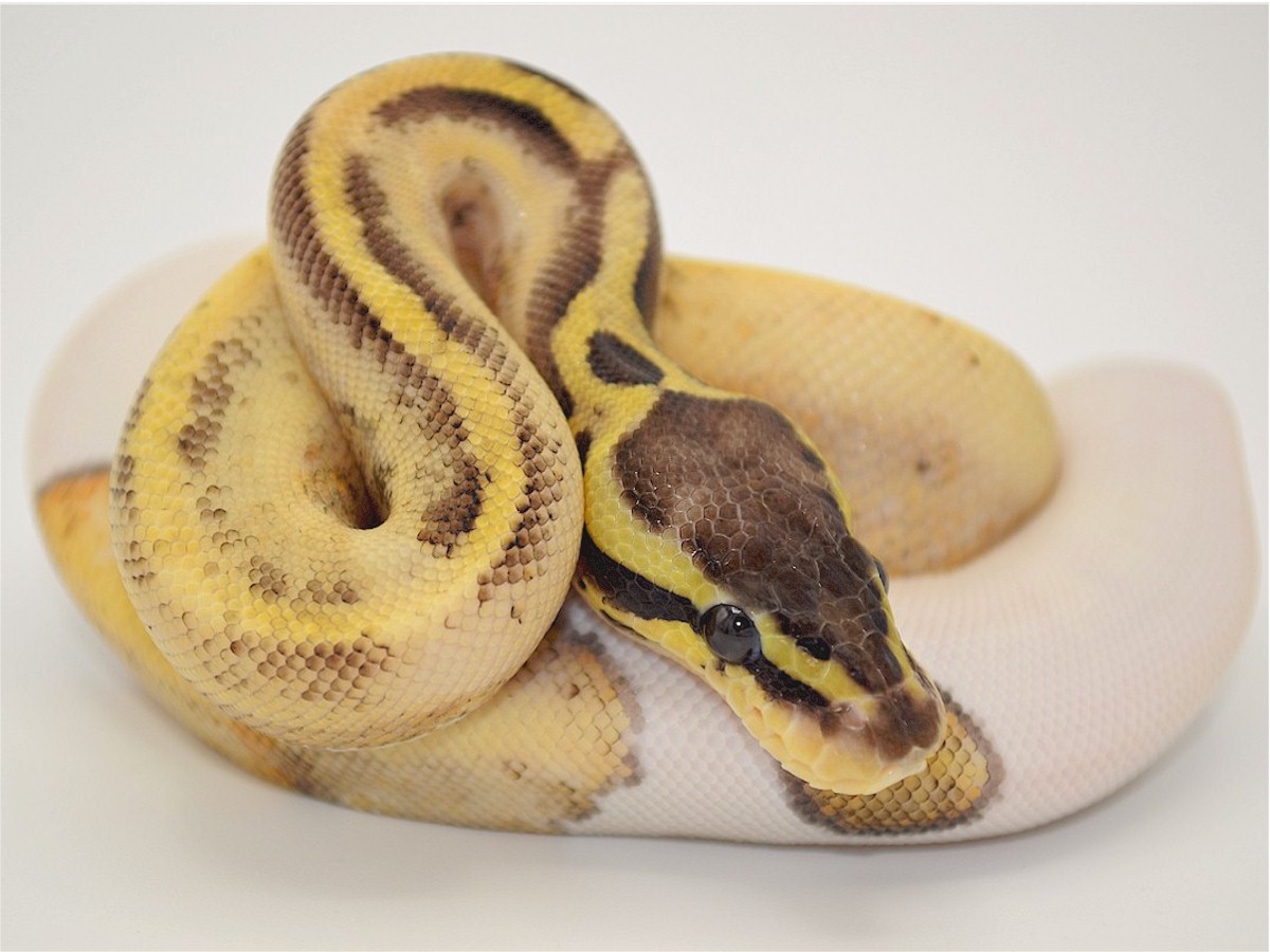 Piebald Super Panther TII Super Pastel