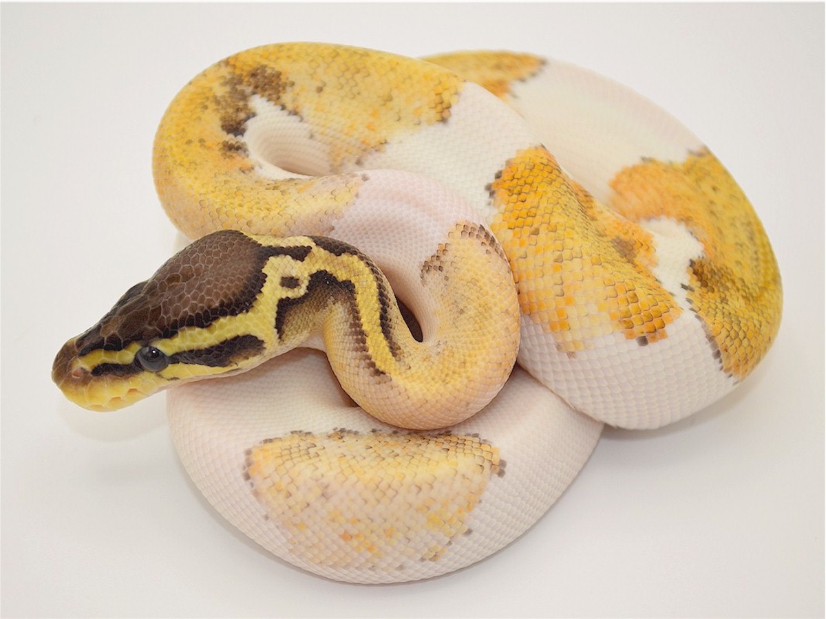 Piebald Super Panther TII Super Pastel